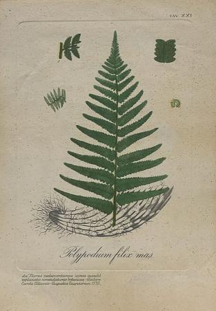 Art work by firma Illeggibile Polypodium filix mas  - print paper 